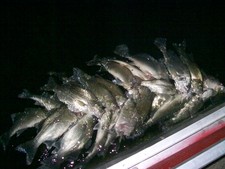 White Bass night fishing -- a great time.