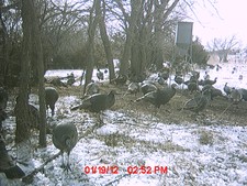 Turkeys at the feeder.