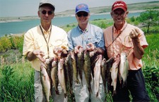 Walleyes