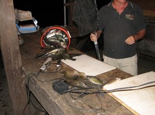 Jeff Rader unloading the bucket of crappies.